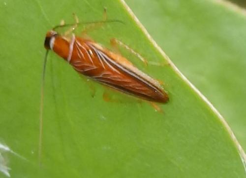 Réf. 277 466 : Chorisoneura albonervosa
